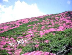 ピンク色の花に囲まれて休憩している登山客の写真
